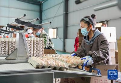 高原养鸡记 西藏宏农的生物饲料研发之路
