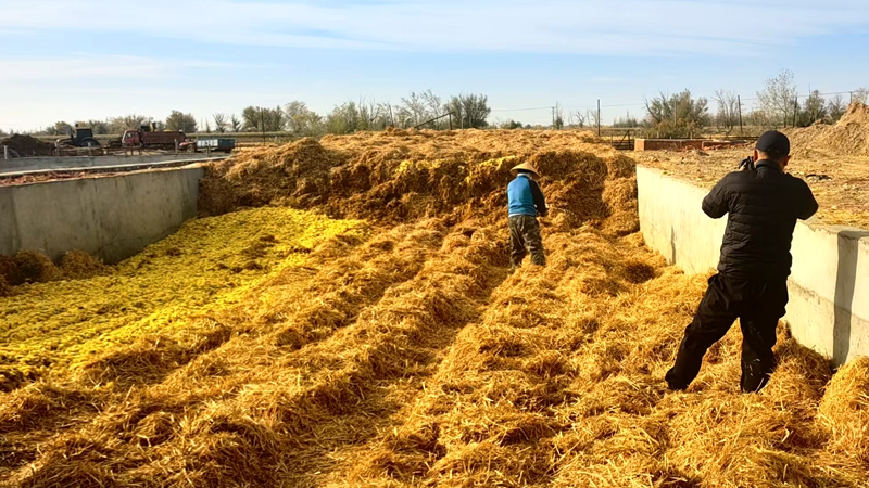 微贮技术“点渣成金” 籽瓜皮渣变身生物饲料新宠